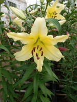 [5183 Baruta VWS No02.JPG]